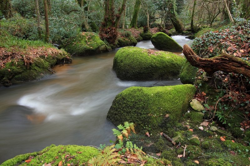 Woodland stream and boulders, Luxulyan Valley