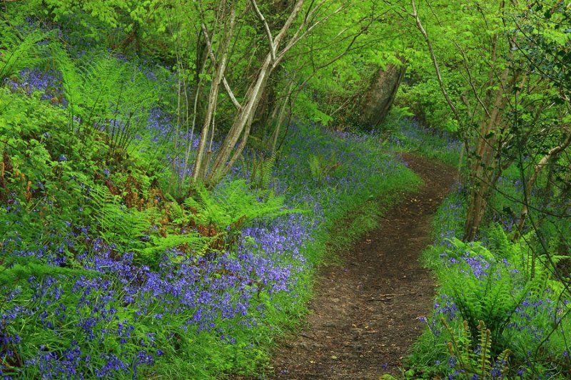 Path with Bluebells