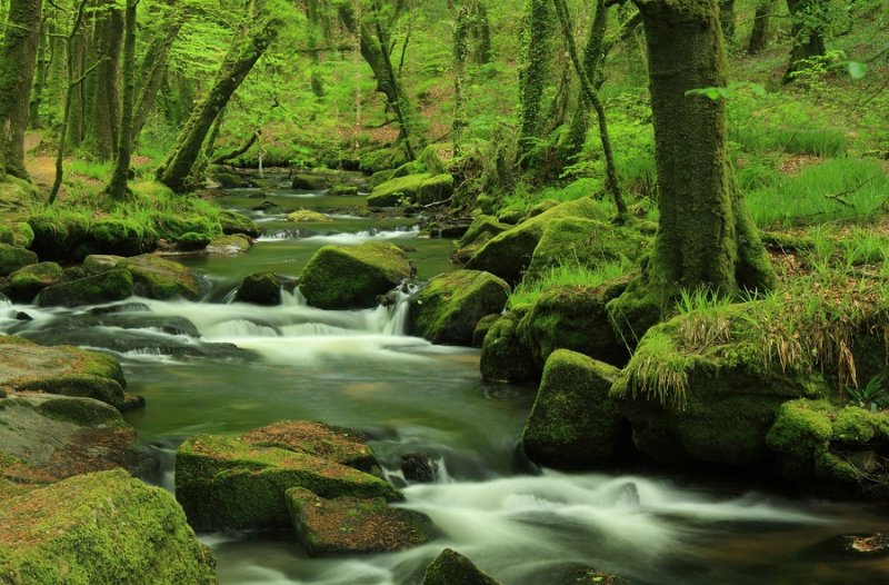 River Fowey at Golitha Falls, Bodmin Moor