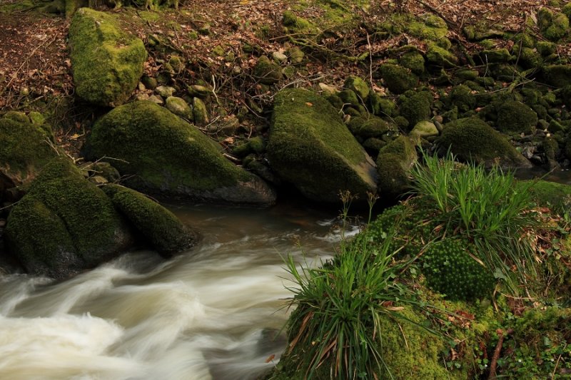 River bank, Pontsmill