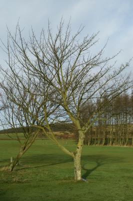 Image036.jpg