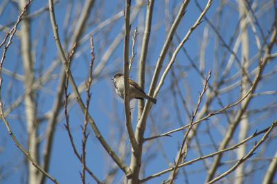 Image045.jpg