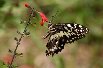 colours of Maasai Mara