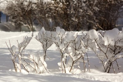 the white fence
