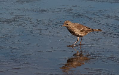 water pipit