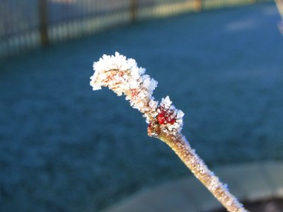 Maple Tree Bud