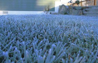 Frosty Grass