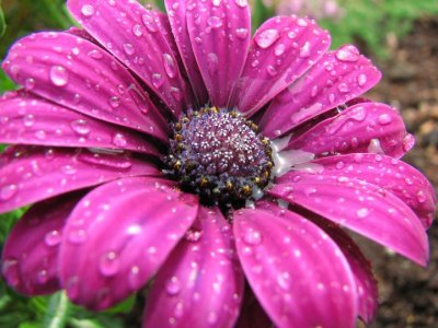 African Daisy