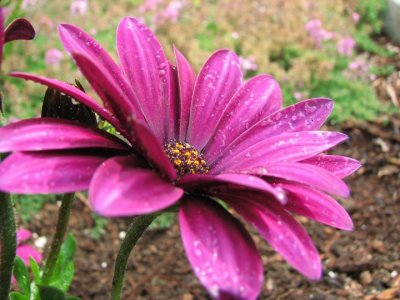 African Daisy