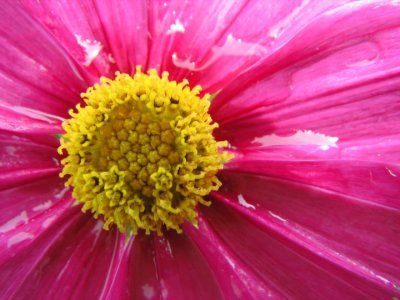 Red Cosmos