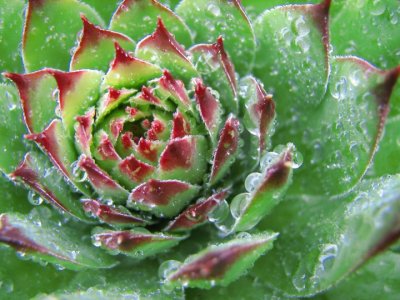 Hen and Chicks