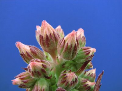 Sedum