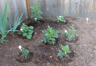 Young Dahlias