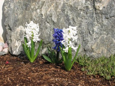 Hyacinth Trio 02.jpg