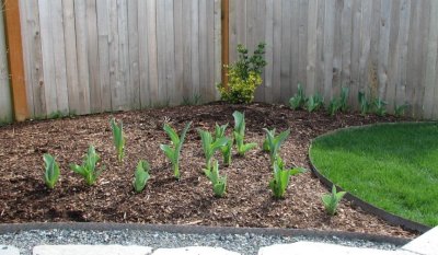 Tulip Bed 01.jpg
