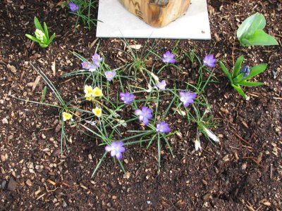 Crocus 05.jpg