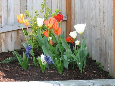 Late Spring.jpg