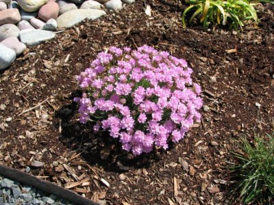 Sea Pink 02.jpg