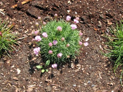 Sea Pink 03.jpg