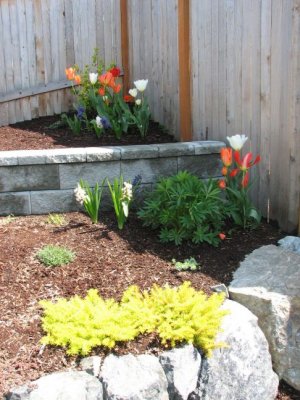 Tulip Corner.jpg