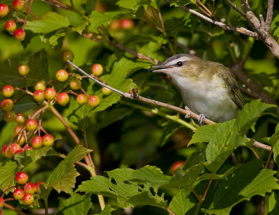Viro aux yeux rouges / Red-eyed Vireo