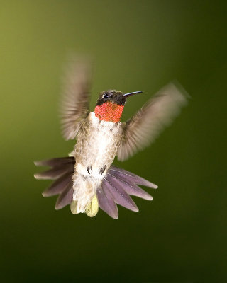 Colibri � gorge rubis / Ruby-throated Hummingbird