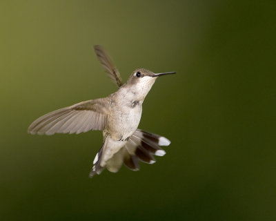 Colibri � gorge rubis / Ruby-throated Hummingbird