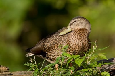 Canard Colvert / Mallard