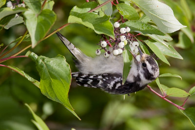 Pic mineur / Downy Woodpecker