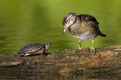 Canard branchu / Wood Duck