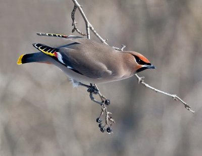 Jaseur bor�al / Bohemian Waxwing