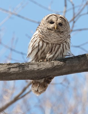 Chouette Ray�e / Barred Owl