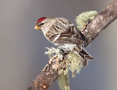 Sizerin flamm� / Common Redpoll