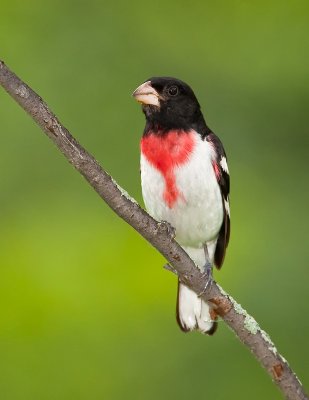 Cardinal � poitrine rose / Rose-breasted Grosbeak