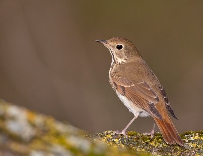 Grive solitaire  / Hermit Thrush