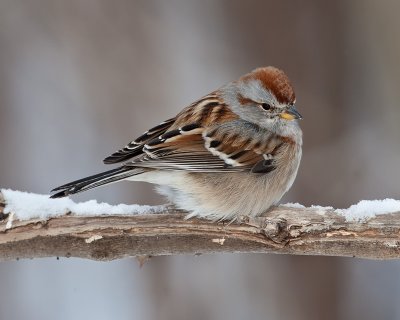 Bruant hudsonien / American Tree Sparrow