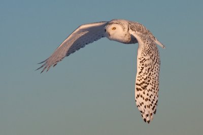 Harfang des neiges / Snowy Owl