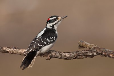 Pic chevelu / Hairy Woodpecker