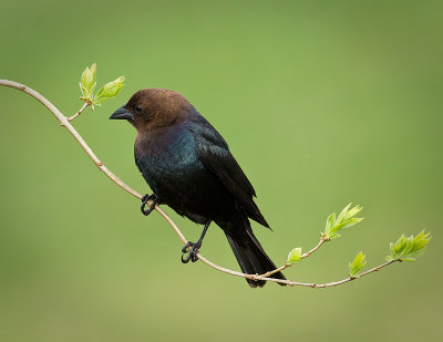 Vacher à tête brune / Brown-headed Cowbird