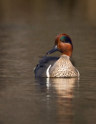 Sarcelle d'hiver / Green-winged Teal