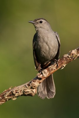 Moqueur chat / Gray Catbird