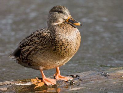 Canard colvert / Mallard