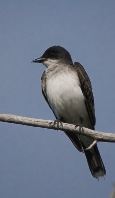 Tyran tritri / Eastern Kingbird