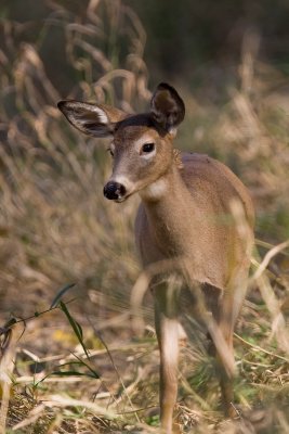 Cerf de Virginie / White-Tail Deer
