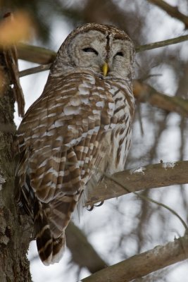 Chouette-ray�e / Barred Owl