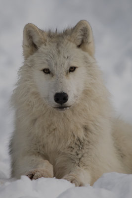 Loup d'Arctique / Arctic Wolf