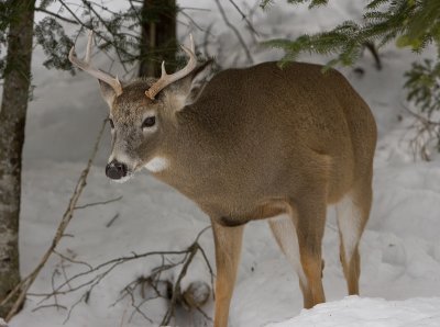 Cerf de Virginie / White-Tail Deer