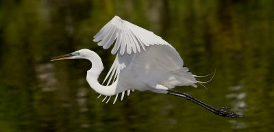 Grande Aigrette / Great Egret