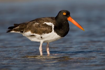 Huitrier d'Amrique / American Oystercatcher