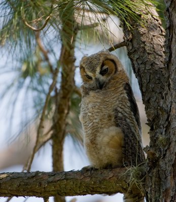Grand-duc d'Am�rique / Great Horned Owl